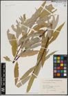 Foto von Salix acmophylla Boiss.